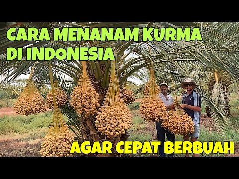 CARA MENANAM KURMA DI INDONESIA AGAR CEPAT BERBUAH, LENGKAP DENGAN REKOMENDASI JENIS KURMA